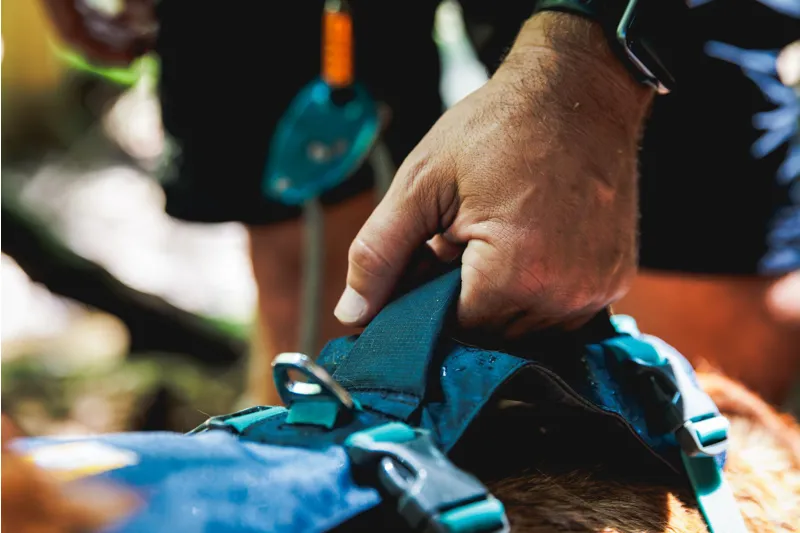 Ruffwear Flagline Dog Harness Basalt Gray-9